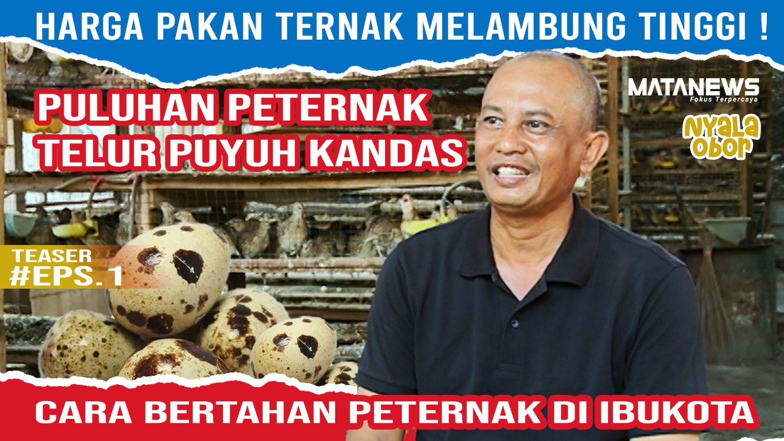 Harga Pakan Ternak Melambung Tinggi ! Peternak Menjerit, Butuh Subsidi