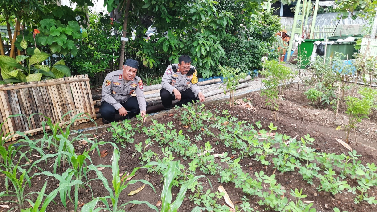 Wakapolsek Pademangan Tinjau Pemanfaatan Pekarangan, Dukung Ketahanan Pangan di Tengah Kota