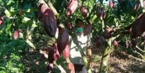 Petani Kakao